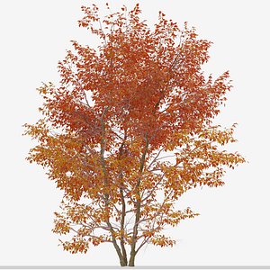 3D model Set of Snakebark maple or Acer davidii Trees - 2 Trees