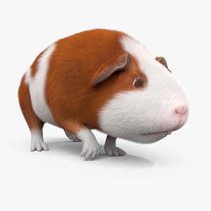 Guinea Pig Walk Fur Animated Rigged For Maya