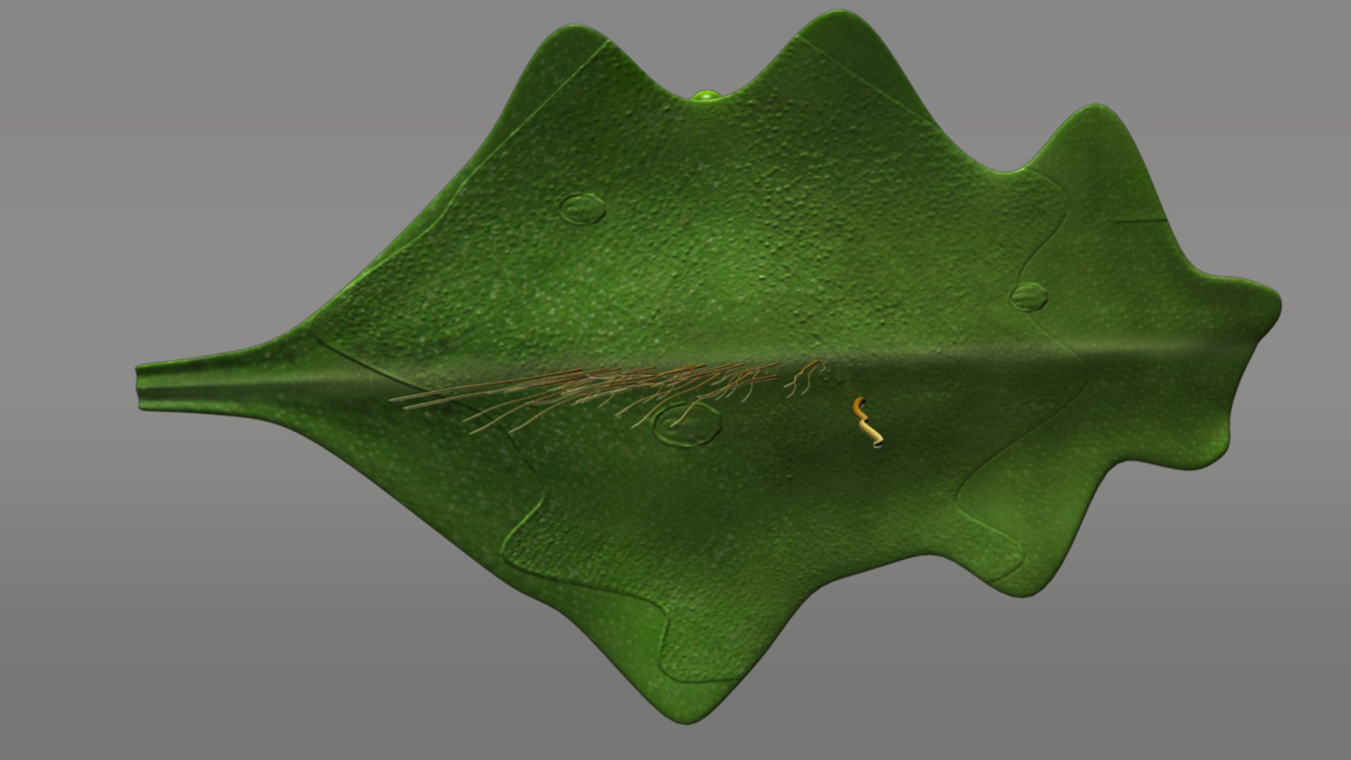 marchantia thallus male 3d obj https://p.turbosquid.com/ts-thumb/z6/msY6Uy/1BS7dqED/marchantiathallusmale_04/jpg/1384762424/1920x1080/fit_q87/c905a8f38a24cc55d2f1889de3d027c4e2d77171/marchantiathallusmale_04.jpg