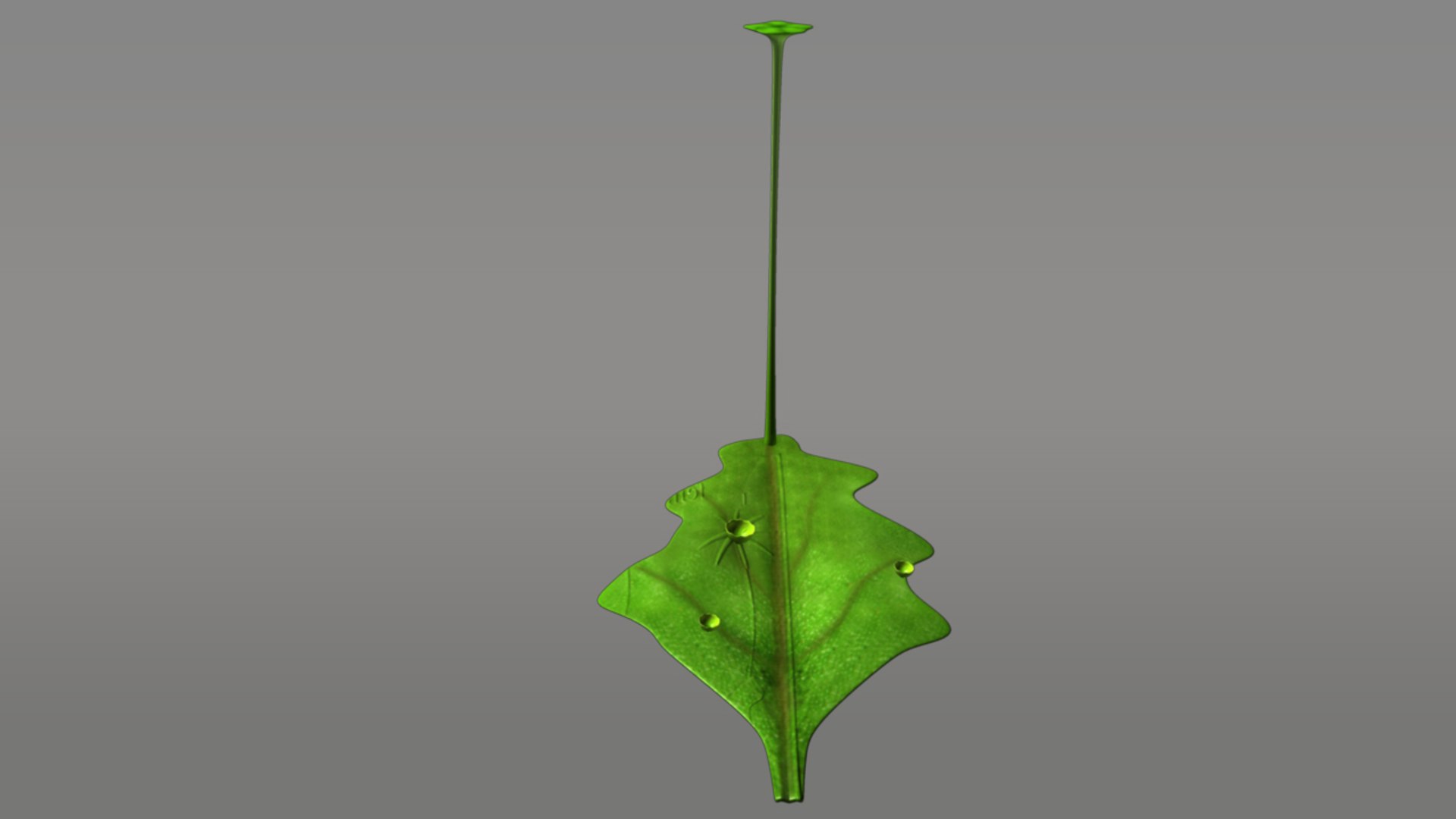 marchantia thallus male 3d obj https://p.turbosquid.com/ts-thumb/z6/msY6Uy/DNKZcTUt/marchantiathallusmale_02/jpg/1384762424/1920x1080/fit_q87/3841c496d0015696d1c8af6ed3b39752c36529e5/marchantiathallusmale_02.jpg