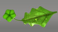 Marchantia Thallus (Male)