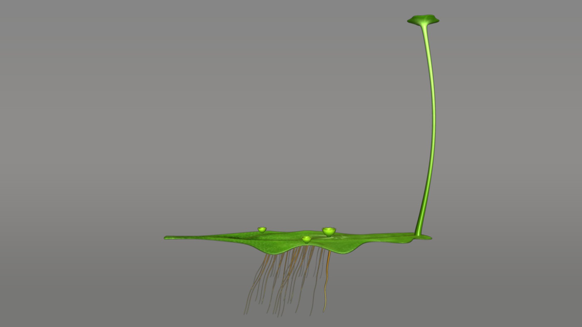 marchantia thallus male 3d obj https://p.turbosquid.com/ts-thumb/z6/msY6Uy/VUtNueBC/marchantiathallusmale_03/jpg/1384762424/1920x1080/fit_q87/4cc627f44f4b656b2d913f060b49f99b87a434cf/marchantiathallusmale_03.jpg