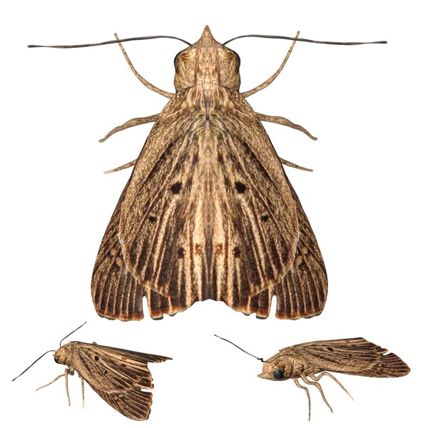 Fully rigged low poly Moth 3D model - TurboSquid 1761622