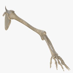 Skeletal Arms