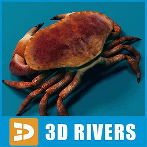 3d crab sea model
