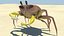 Crab
