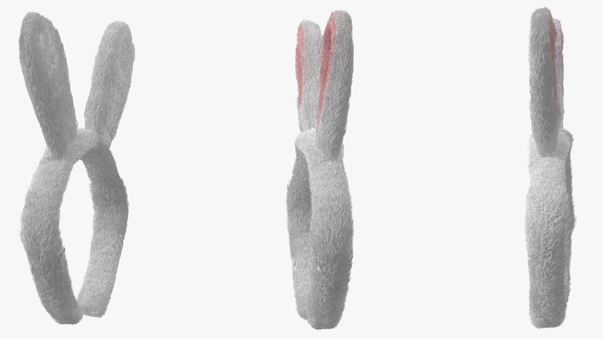 3D Bunny Ears Headband Fur https://p.turbosquid.com/ts-thumb/z7/Rtq34v/4y/bunnyearsheadbandfur3dmodel010/jpg/1696580395/1920x1080/fit_q87/45d9ed0080e7cfed4e4bd25d2797fcca12e8dd8c/bunnyearsheadbandfur3dmodel010.jpg