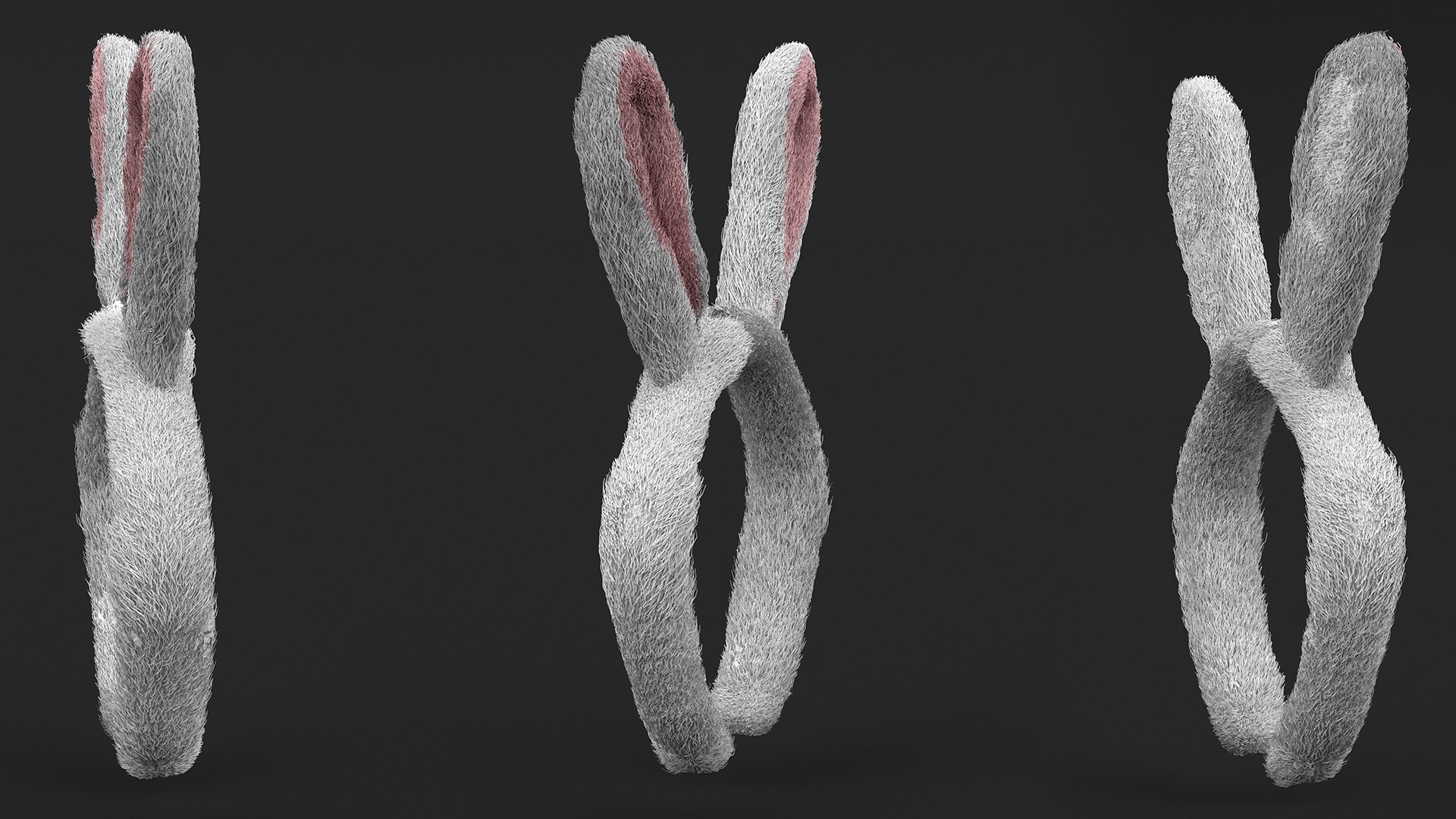 3D Bunny Ears Headband Fur https://p.turbosquid.com/ts-thumb/z7/Rtq34v/YG/bunnyearsheadbandfur3dmodel007/jpg/1696580382/1920x1080/fit_q87/c0737c09d4c75ae9123d4c05b5674eb42b80c2b1/bunnyearsheadbandfur3dmodel007.jpg