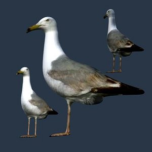 3d model seagull