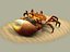 Fiddler crabs