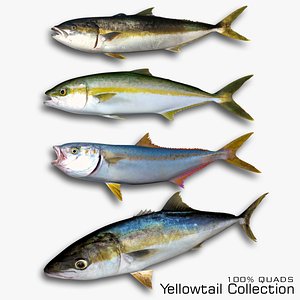 Yellowtail Collection 3D model