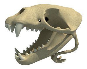 Sea Lion Zalophus Skull