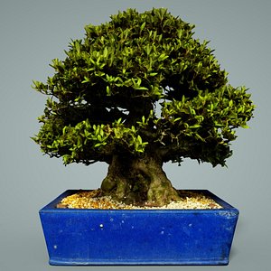 bonsai tree satsuki model
