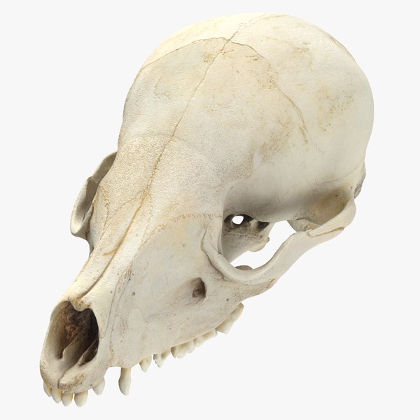 南米ハナグマの頭蓋骨 013Dモデル - TurboSquid 2156912