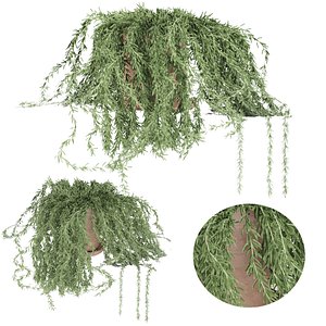 3D plant 005 Senecio radicans