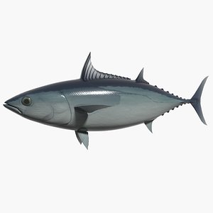 katsuwonus katuo 3d model