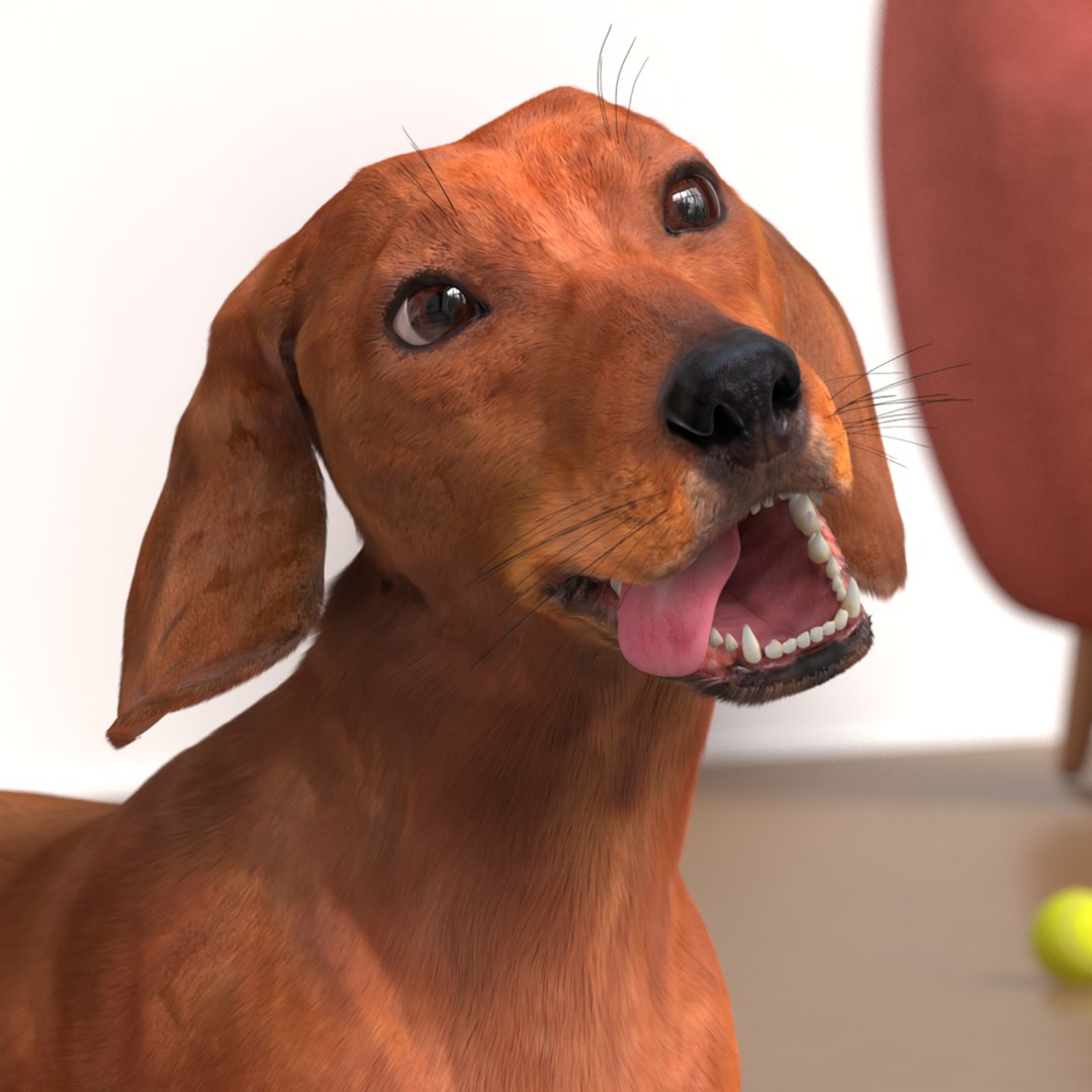 Purebred Dachshund Pet with Sleek Fur Rigged for Maya 3D model preview