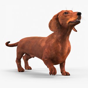Purebred Dachshund Pet with Sleek Fur Rigged for Maya