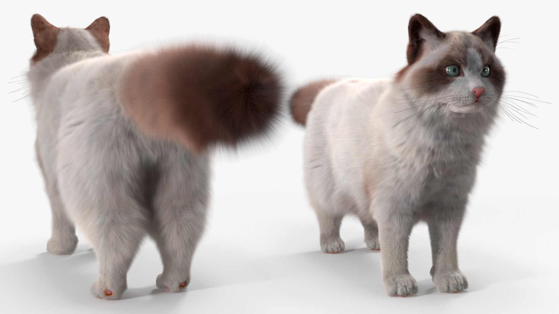 Ragdoll Cat Fur For Maya Rigged 3D Model - TurboSquid 2474701