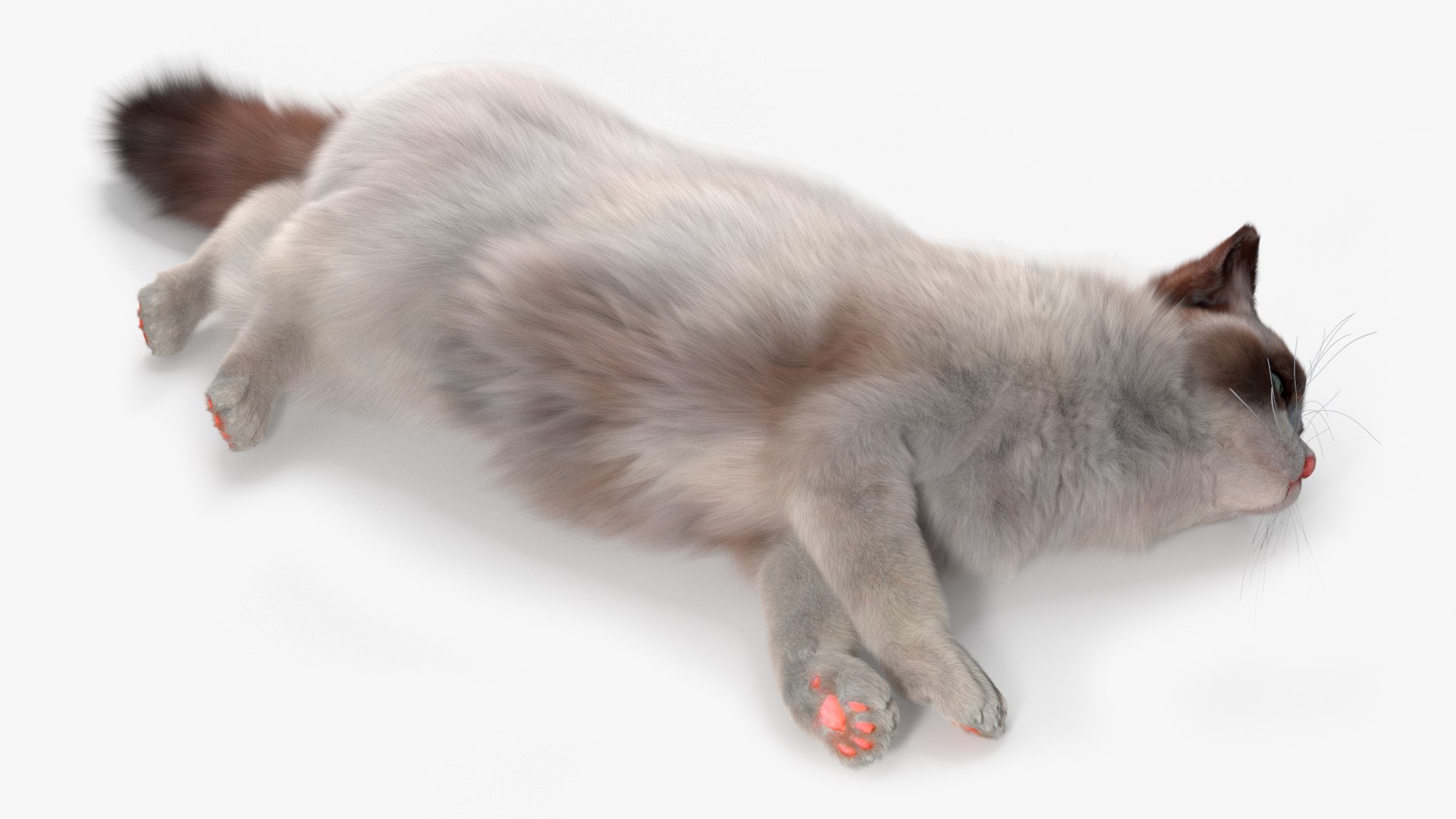 Ragdoll Cat Fur For Maya Rigged 3D Model - TurboSquid 2474701