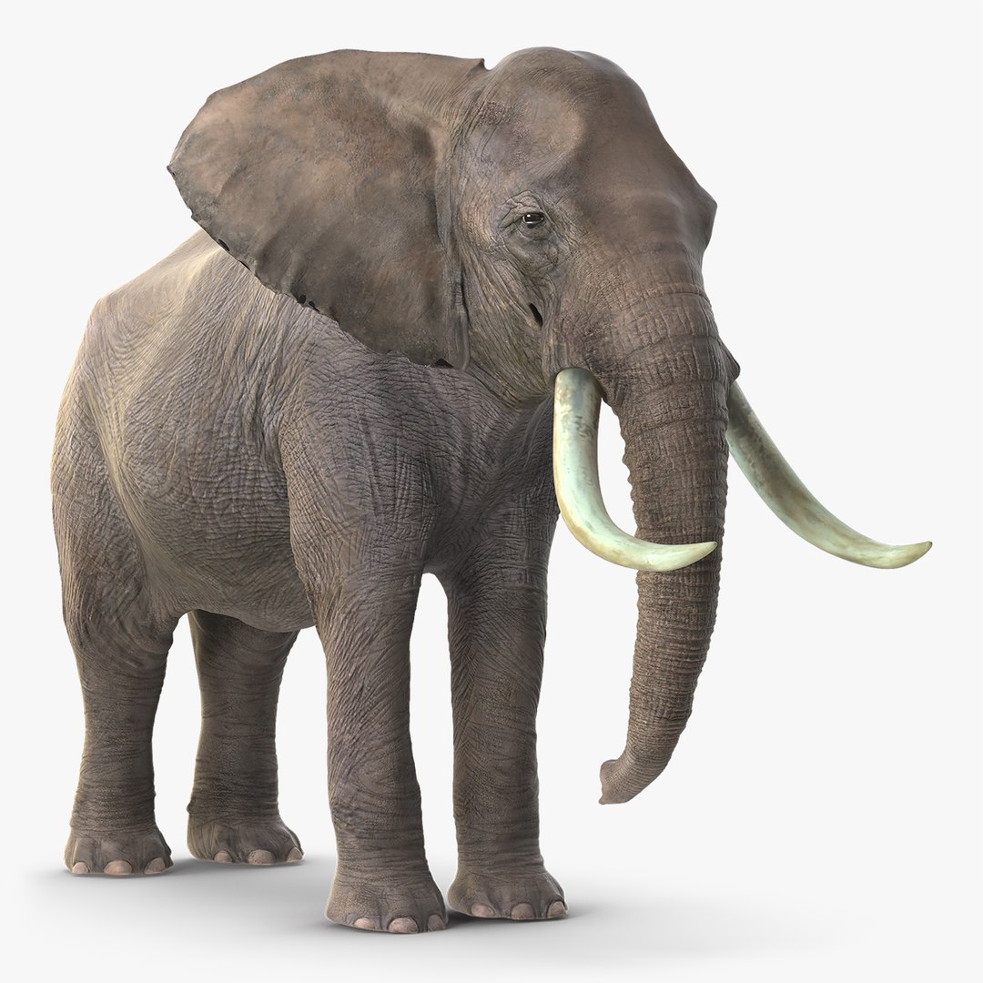 Animated Elephant Waiting Rigged for Cinema 4D 3D model preview