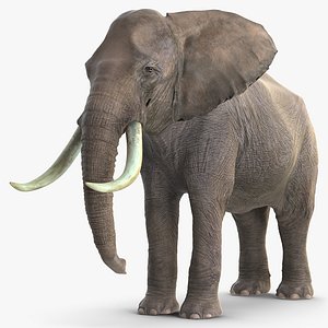 3D elephant waiting animal rigged