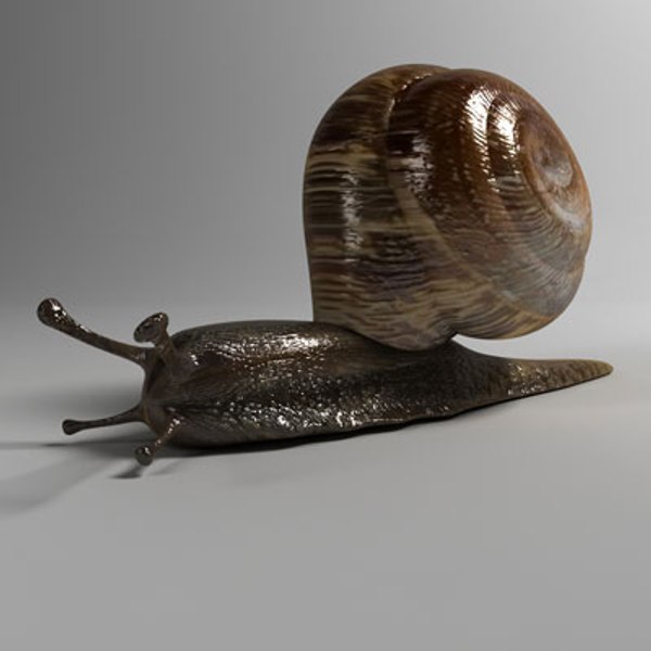カタツムリ013Dモデル - TurboSquid 461597