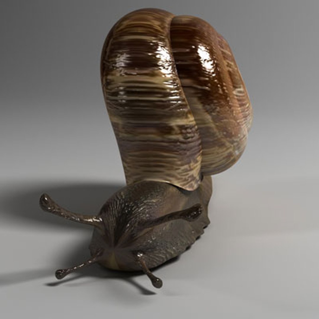 snail slug 3d model https://p.turbosquid.com/ts-thumb/z8/WsqKWS/H3cTgEwl/03/jpg/1241523948/1920x1080/fit_q87/eeedc801dd4974cee89816a3c4535947b10f02c1/03.jpg