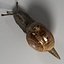 snail 01