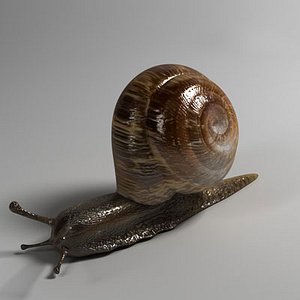 snail slug 3d model