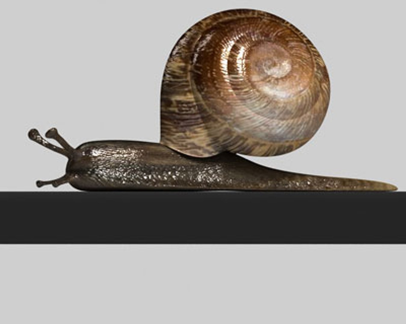 snail slug 3d model https://p.turbosquid.com/ts-thumb/z8/WsqKWS/YCZtWKtb/05/jpg/1241523961/1920x1080/fit_q87/8b0bdc995990d52b323816f7eb7364b2fa5f31cd/05.jpg