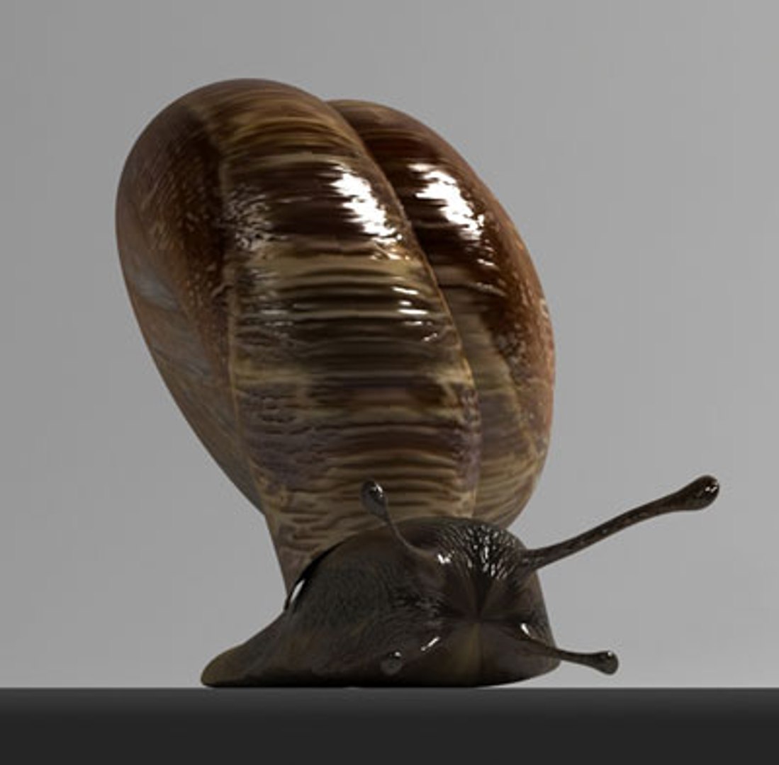 snail slug 3d model https://p.turbosquid.com/ts-thumb/z8/WsqKWS/t7u1zEDQ/06/jpg/1241523967/1920x1080/fit_q87/94bd855ea43371be1c652cf2d6ca1945008bea2f/06.jpg