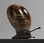 snail 01
