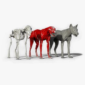 wolf anatomy