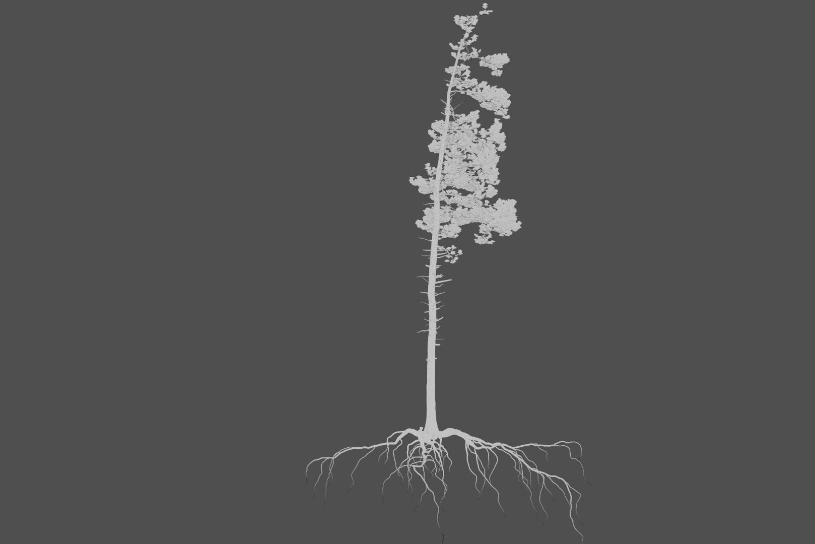 pine tree 4 model https://p.turbosquid.com/ts-thumb/z8/bvxjOy/4ZvPXTUS/wire2/png/1545142134/1920x1080/fit_q87/1bd61cedb6fb37e86614585422ea7afb18b240fe/wire2.jpg