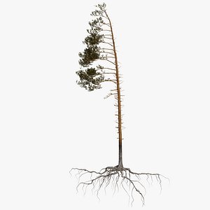pine tree 4 model