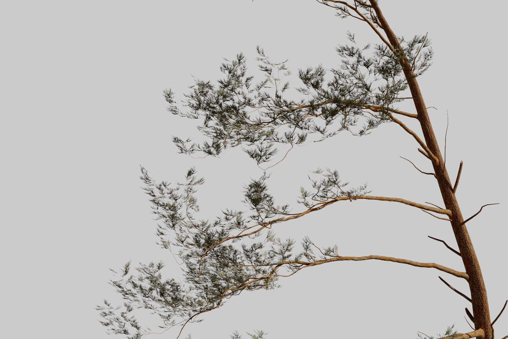 pine tree 4 model https://p.turbosquid.com/ts-thumb/z8/bvxjOy/CsN5vGLQ/render12/png/1545142134/1920x1080/fit_q87/8aa970dc1003d65af4a08f3e0a473b0c4e830ee1/render12.jpg