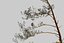 Pine Tree 4