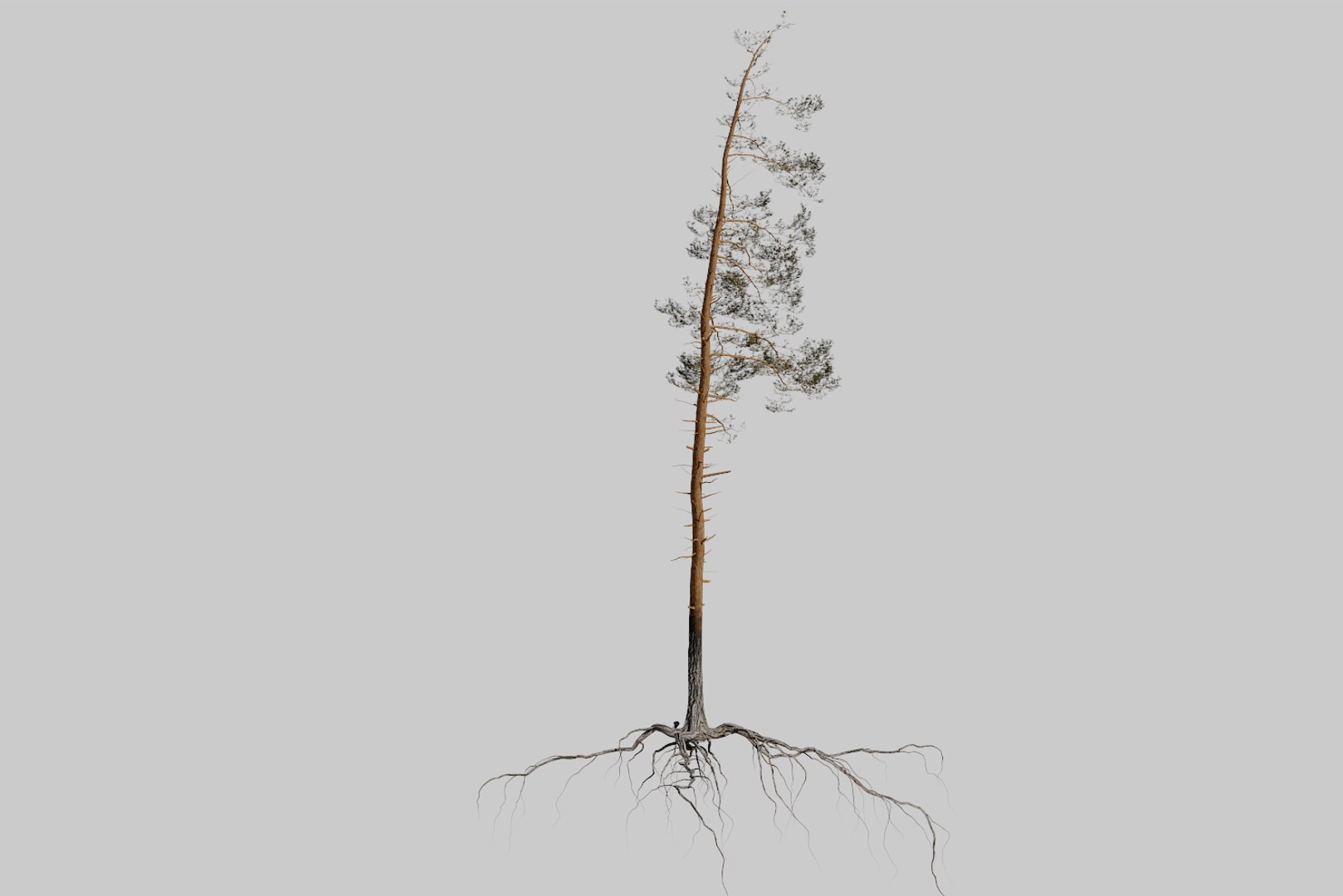 pine tree 4 model https://p.turbosquid.com/ts-thumb/z8/bvxjOy/DEwyOJZP/render4/png/1545142134/1920x1080/fit_q87/6b07c057f7eed6c80bbcd330884a50b4d269bc11/render4.jpg