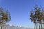 Pine Tree 4