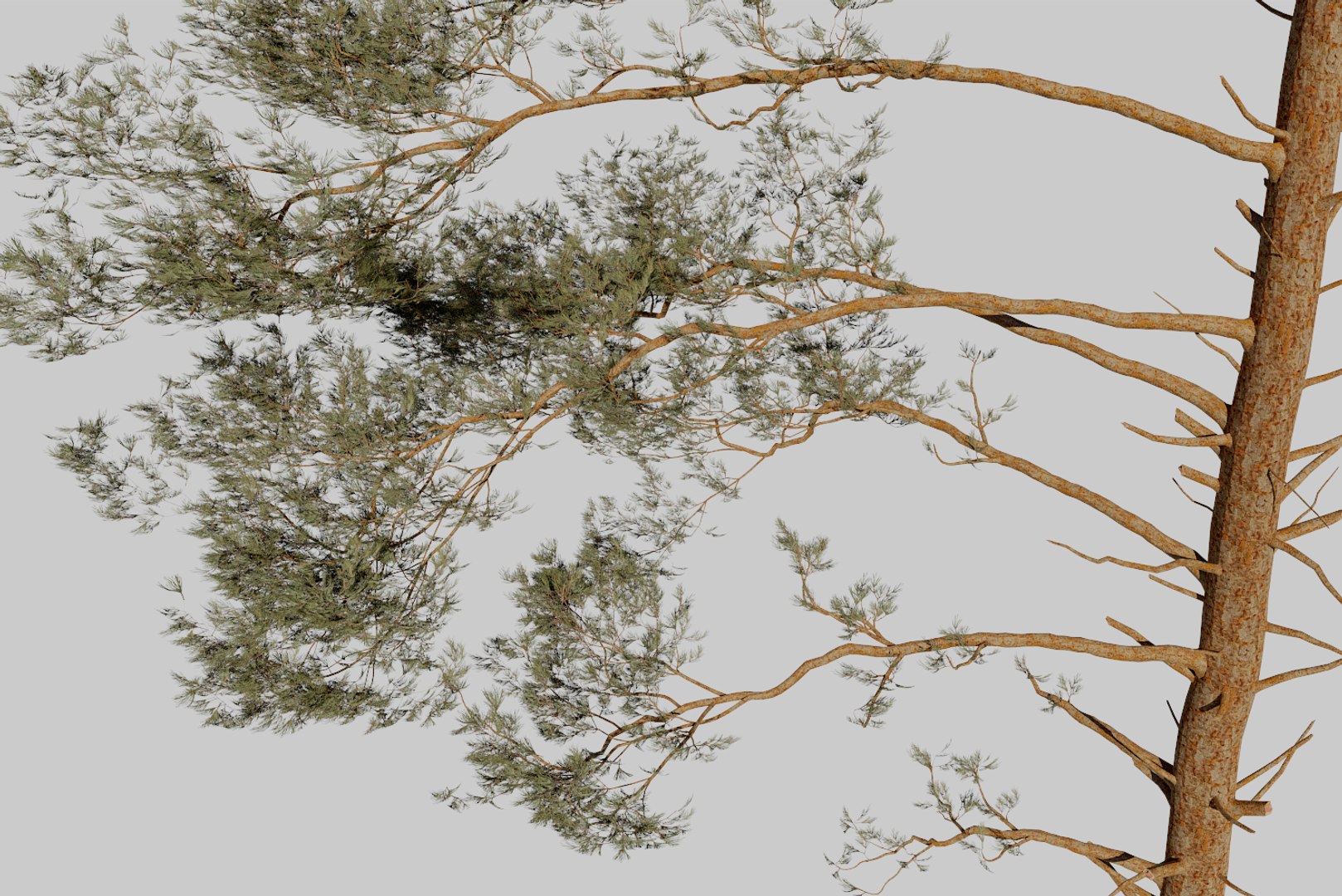 pine tree 4 model https://p.turbosquid.com/ts-thumb/z8/bvxjOy/FgxkiVmR/render11/png/1545142134/1920x1080/fit_q87/266d7783b147c550ae5fd55b1fabaf523fa805fa/render11.jpg
