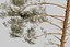 Pine Tree 4