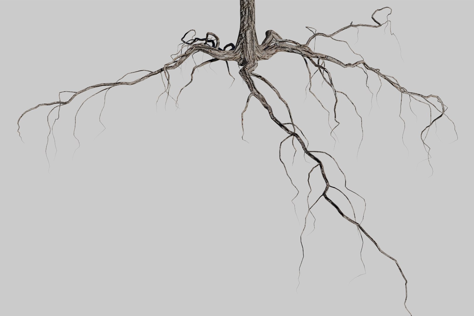 pine tree 4 model https://p.turbosquid.com/ts-thumb/z8/bvxjOy/I4JI2fiF/render7/png/1545142134/1920x1080/fit_q87/f4123f20f59a8e6defa7813cda86d99ff8ee03c6/render7.jpg