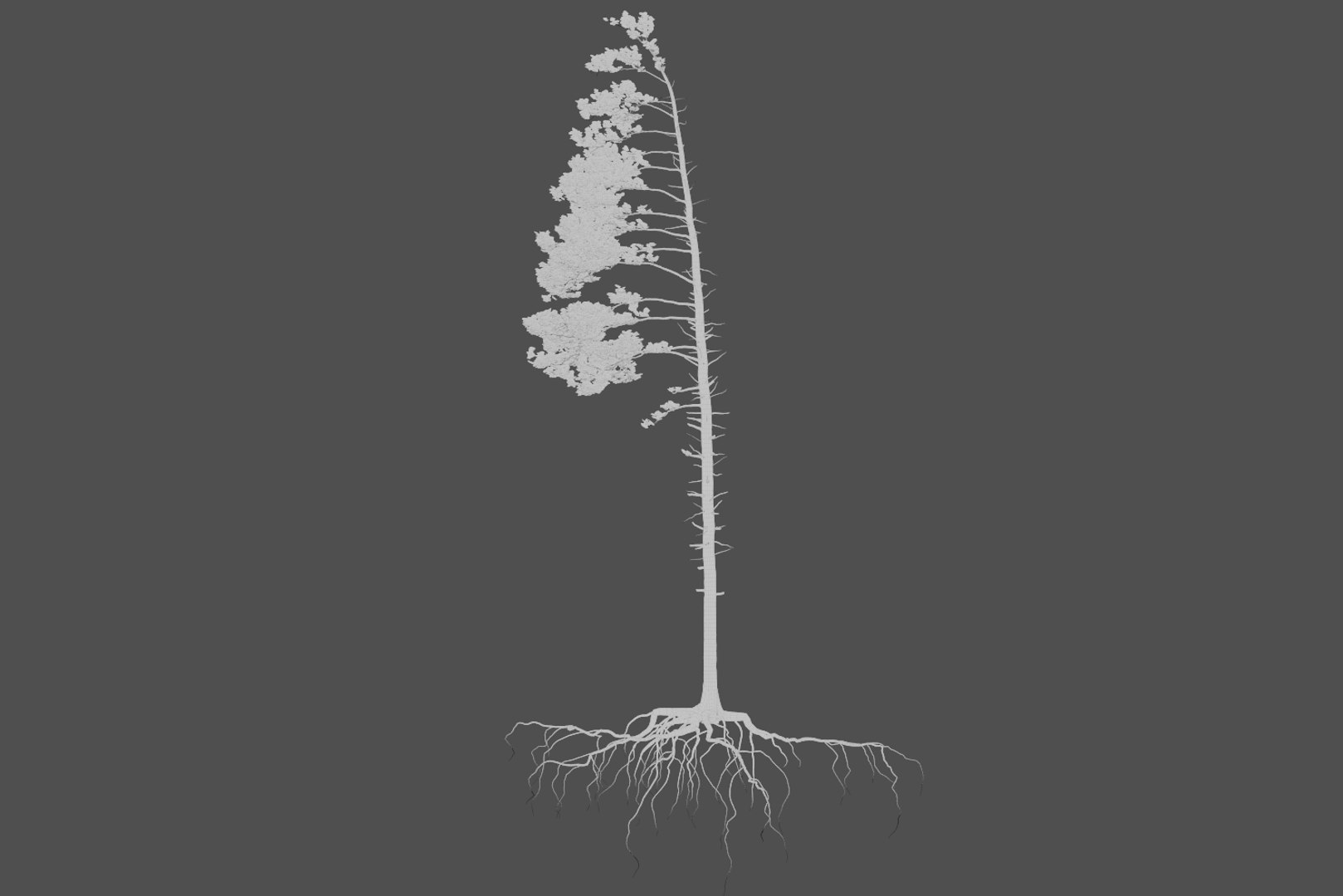 pine tree 4 model https://p.turbosquid.com/ts-thumb/z8/bvxjOy/N1qURIs4/wire1/png/1545142134/1920x1080/fit_q87/2957eb2b7d4f134d3d4962c5c58ba2b886c3f750/wire1.jpg