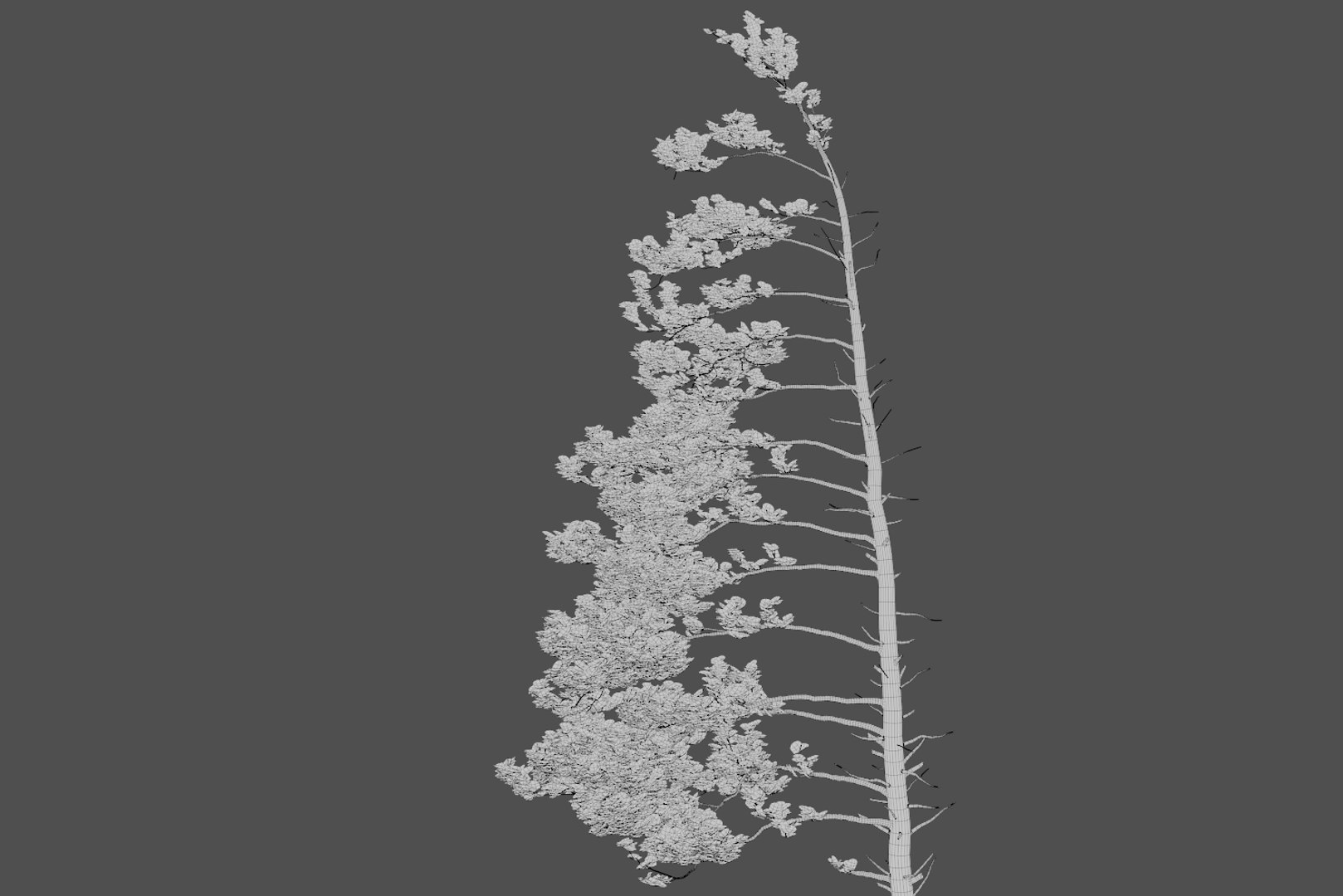 pine tree 4 model https://p.turbosquid.com/ts-thumb/z8/bvxjOy/SFuP6wnO/wire10/png/1545142134/1920x1080/fit_q87/a0f71b52f3d71c2aa5c586eff115e92c7581613a/wire10.jpg