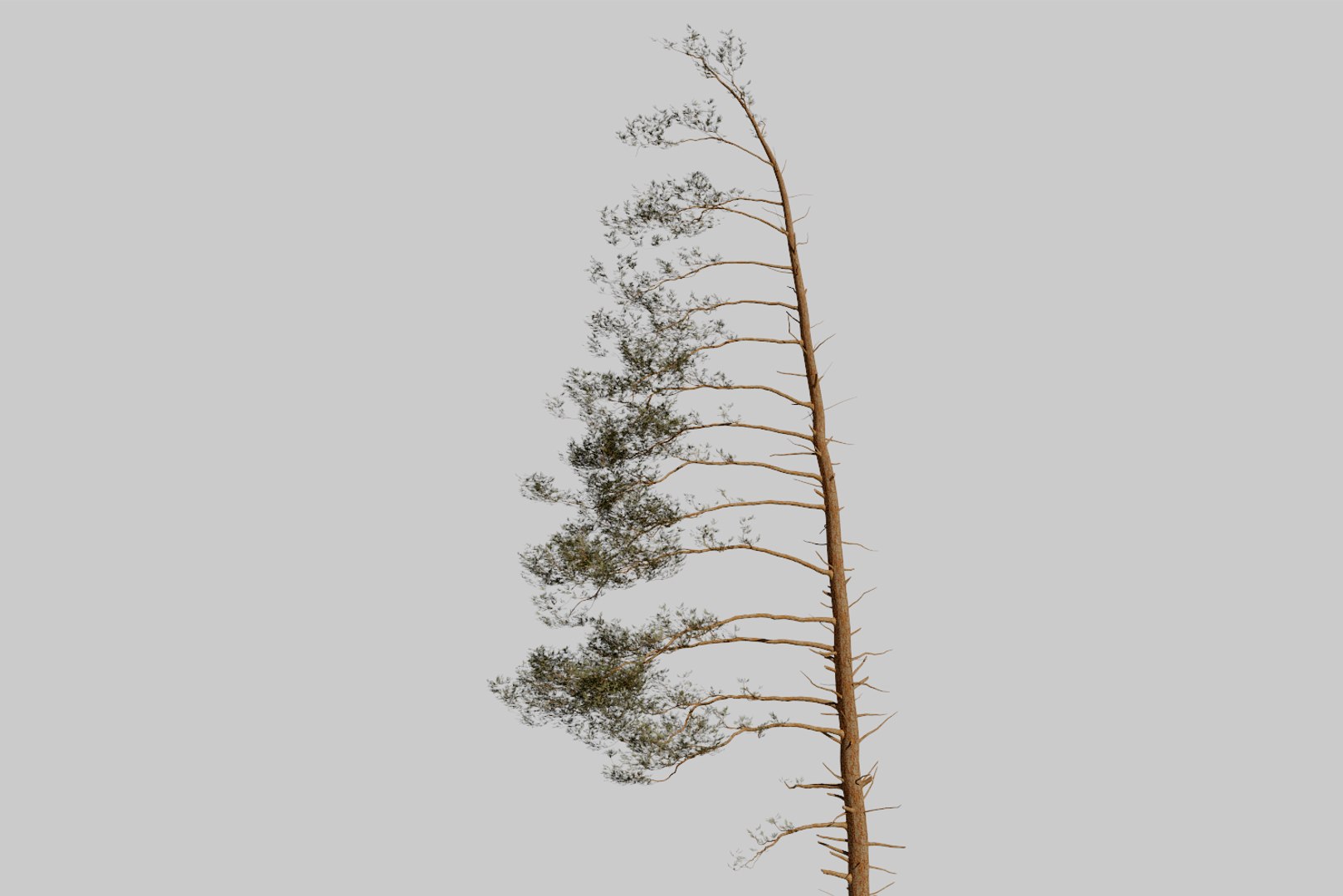 pine tree 4 model https://p.turbosquid.com/ts-thumb/z8/bvxjOy/VHRhLoEH/render5/png/1545142134/1920x1080/fit_q87/f713376fe91e3fc530eec680398b9a512ccf13ff/render5.jpg