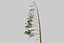 Pine Tree 4