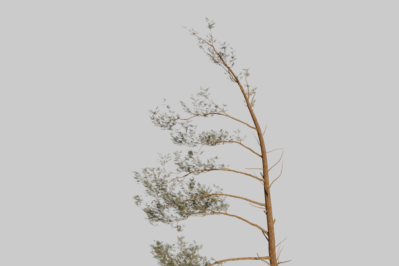 pine tree 4 model https://p.turbosquid.com/ts-thumb/z8/bvxjOy/XAPfSpLA/render9/png/1545142134/1920x1080/fit_q87/1a0b5c92ec0a428cb6fec367bf8b60d1241f6a02/render9.jpg