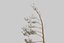 Pine Tree 4