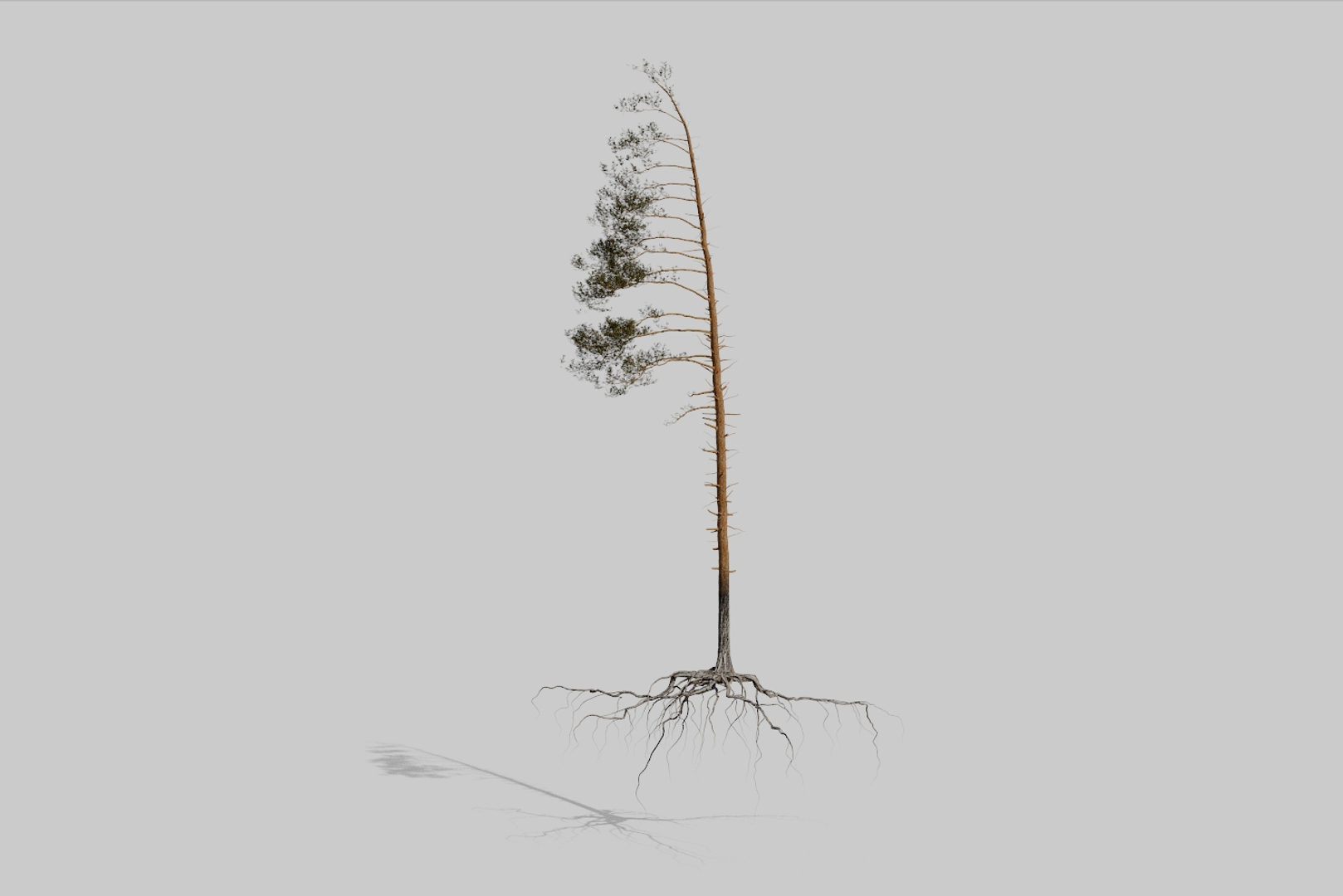 pine tree 4 model https://p.turbosquid.com/ts-thumb/z8/bvxjOy/XIlKTCkk/01/jpg/1545140546/1920x1080/turn_fit_q99/e13735a53eac460b8878291b95ef1f5b34ba3c63/01-1.jpg